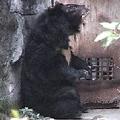 被圈養在木柵動物園內 ，為台灣特有動物的台灣黑熊，不斷在洞口來回搖晃的刻板行為已經持續達四年以上(圖片提供 : 台灣動物社會研究會)