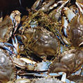 乞沙比克灣的藍蟹（blue crabs）逐漸減少中 (圖片來源 : Chesapeake Bay Program)