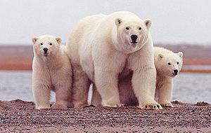 阿拉斯加岸邊的北極熊 (圖片來源 : DOI)