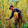 越南Bae Kan地的稻農（圖片來源：nternational Rice Research Institute）