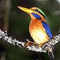 Harapan雨林中的翠鳥 (攝影：Jacob Wijkema 圖片來源： BirdLife International) 