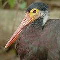 暴風鸛（Storm's stork）是Harapan雨林中最瀕危的物種(攝影：Dave Gandy 圖片來源： BirdLife International) 