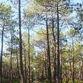 海岸松，即法國濱海松（Pinus pinaster）並非瀕危物種 (圖片來源：ENS)