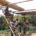 烏干達人也用紙莎草來鋪設屋頂。圖片來源：Life in Africa相簿。