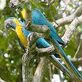藍喉金剛鸚鵡（blue-throated macaws） (攝影：Roland Seitre；圖片提供： ABC) 