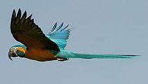 藍喉金剛鸚鵡（blue-throated macaws） (攝影：Joe Tobias；圖片提供： Armonia)