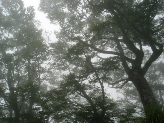 山毛櫸樹冠在迷霧中的剪影。照片提供：孟琬瑜