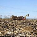 美國糖業公司的甘蔗採收情況，佛州官方原訂以17.5億美元將18.7萬英畝的土地與公司所有的資產收歸公有 (圖片來源 : Caloosahatchee River Citizens Association )