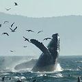 大翅鯨（Humpback Whale）在加州蒙特瑞附近越起，周圍環繞許多海獅（圖片攝影：Zoran Kovacevic）