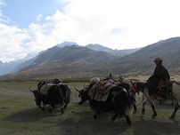 西藏仍有許多人過著放牧生活，以牛糞為燃料。圖片提供：林穆琳
