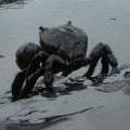 石門海岸遭油污染黑的毛蟹。攝影：柯金源