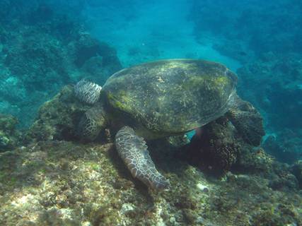 成年的綠蠵龜以食海藻為主；圖片來源：小高