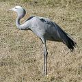 南非國鳥藍鶴（Blue Crane）；圖片來源：Patrick Coin