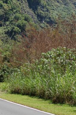 台灣赤楊金花蟲為台灣赤楊重要害蟲之一，幼蟲及成蟲皆能以赤楊之嫩葉及頂梢為食，尤其在苗圃及初植地區，幾乎所有葉片皆受其害。圖片來源：邦卡兒•海放南