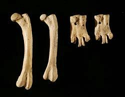 古企鵝骨（圖片來源：University of Otago）