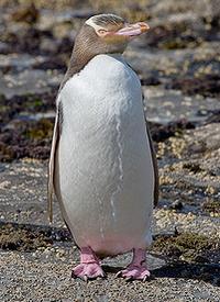 紐西蘭庫里歐灣（Curio Bay）的黃眼企鵝（圖片來源：Christian Mehlführer）
