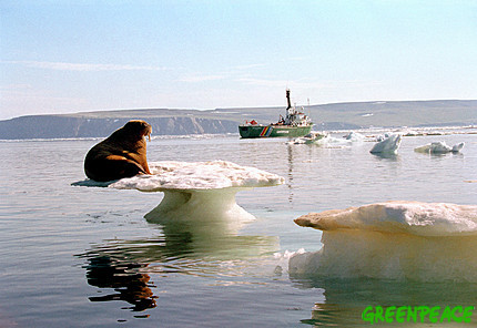 綠色和平強調以行動來改變當前環境處境。這是他們巡航全球的彩虹號在北極拍攝到當地生物面臨氣候變遷的窘境。圖片來源：綠色和平