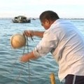 漁民打撈隨著海潮入河覓食的鰻魚苗。圖片來源：葉鎮中 