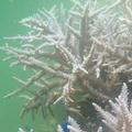 珊瑚蟲白化現象（蒼正珊瑚礁， 石垣島，日本）圖片提供:Photo by Dan Kitchens