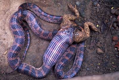 吞食黑眶蟾蜍的紅斑蛇。圖片提供：毛俊傑
