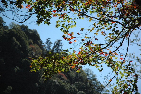 秋楓與山。圖片來源：湘之