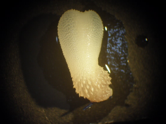 白梅花蛇右側製備保存的半陰莖標本。圖片提供：毛俊傑