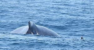 巴西外海的露脊鯨。攝影：Nigel Addecott