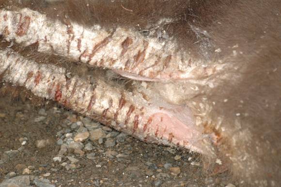 感染疥癬蟎台灣長鬃山羊之後肢。圖片來源：陳貞志