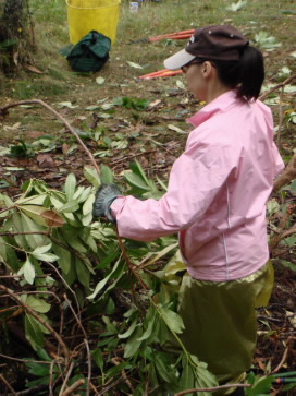 參與的志工正在將砍下的彭土杜鵑折枝，以便燃燒完全。