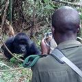 維拉岡國家公園內的大猩猩與攝影者對望。圖片提供：Stood。