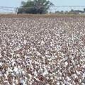 有機棉田。圖片提供：德州有機棉營銷合作社。