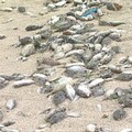 澎湖寒害死傷之魚群。圖片提供：我們的島。