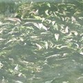 澎湖寒害死傷之魚群。圖片提供：我們的島。
