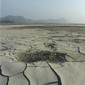 乾旱所造的農地損害。圖片提供：我們的島。
