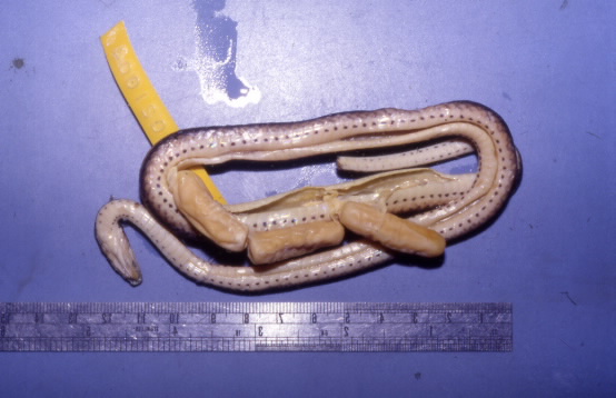 遭車輛碾斃的懷孕金絲蛇雌蛇及其腹內卵的保存標本 