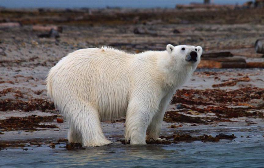 全球持續暖化，北極熊首當其衝，可能成為最先滅絕的動物。攝影：張隆盛