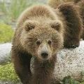 在Cantabrian 山區出沒的棕熊。圖片提供： World Prout Assembly。