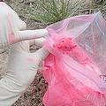 研究者以粉色的實驗用粉來觀察鹿鼠。圖片提供：U. of Utah。