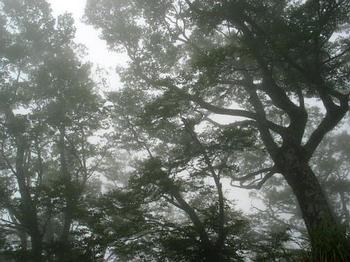 迷霧的山林。照片提供：孟琬瑜.