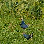 東加爾各答溼地上的水鳥(節錄自[BirdPhotoIndia] 部落格，Arijit Banerjee攝)