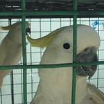 執法單位查獲的大葵花鳳頭鸚鵡（sulfur-crested cockatoo）。照片提供：WCS