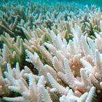 澳洲昆士蘭（Queensland）大堡礁南部凱培島（Keppel Islands）處的珊瑚白化現象。（路透社提供）