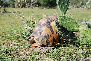 在馬達加斯加刺林中的輻射龜。圖片來自WWF。