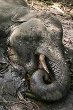 一頭死亡的蘇門答臘象。照片版權：WWF-Indonesia/Syamsuardi