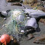 因為漁網纏繞而死的賀氏矮海豚 。(WWF提供)