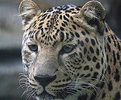 遠東豹（Panthera pardus orientalis）。（WWF/Vasily Solkin 提供） 
