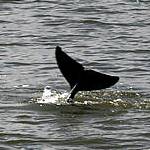 近日出現在西加里曼丹的伊洛瓦底海豚(照片節錄自WWF印尼分會，Syahirsyah攝)