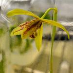 不作光合作用的蘭花交配種，攝於日本國立科學博物館筑波實驗植物園。(節錄自朝日新聞)