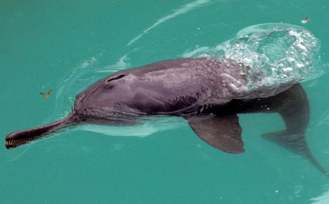After the extinction of the Yangtze dolphin, the Ganga dolphin is one of only three freshwater dolphins left in the world (Image Copyright: Xavier Pelletier)