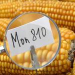 孟山都的MON810玉米是全歐盟唯一允許種植的基改作物。